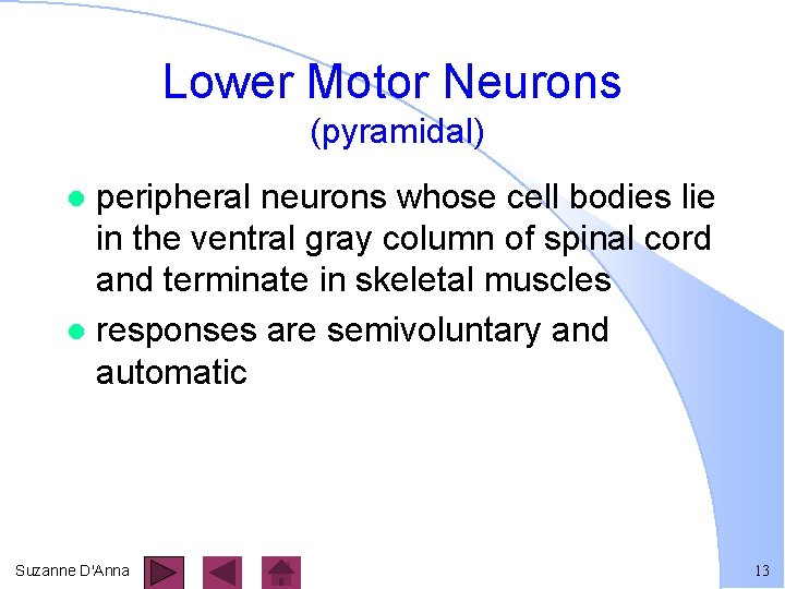 Lower Motor Neurons (pyramidal) peripheral neurons whose cell bodies lie in the ventral gray