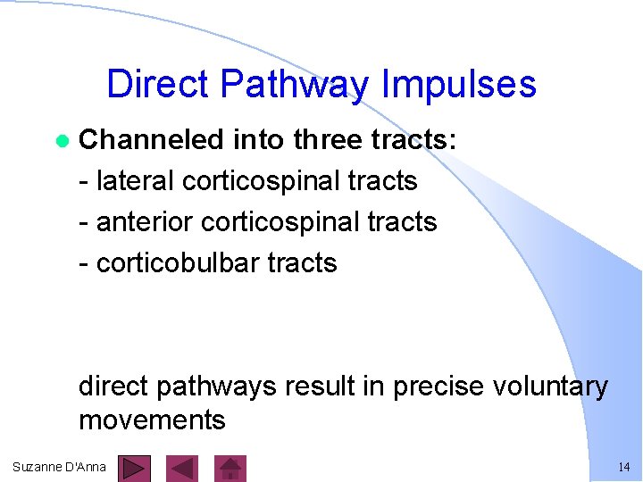 Direct Pathway Impulses l Channeled into three tracts: - lateral corticospinal tracts - anterior