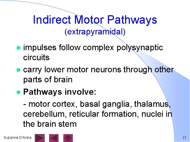 Indirect Motor Pathways (extrapyramidal) impulses follow complex polysynaptic circuits l carry lower motor neurons