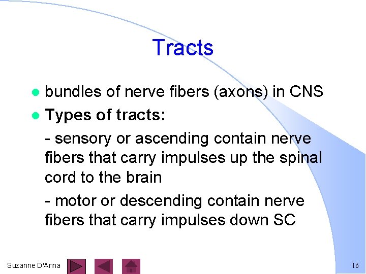 Tracts bundles of nerve fibers (axons) in CNS l Types of tracts: - sensory