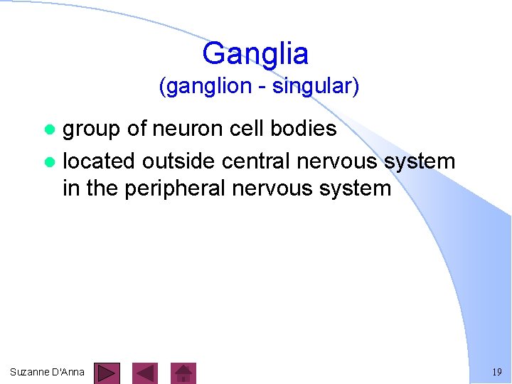Ganglia (ganglion - singular) group of neuron cell bodies l located outside central nervous