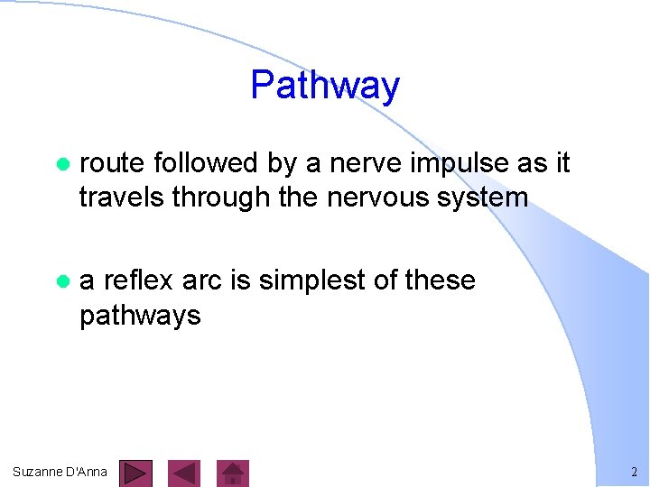 Pathway l route followed by a nerve impulse as it travels through the nervous