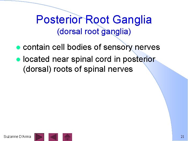 Posterior Root Ganglia (dorsal root ganglia) contain cell bodies of sensory nerves l located