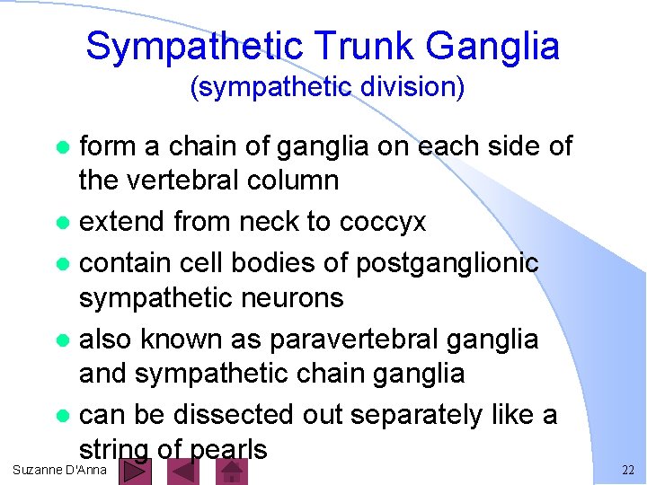 Sympathetic Trunk Ganglia (sympathetic division) form a chain of ganglia on each side of