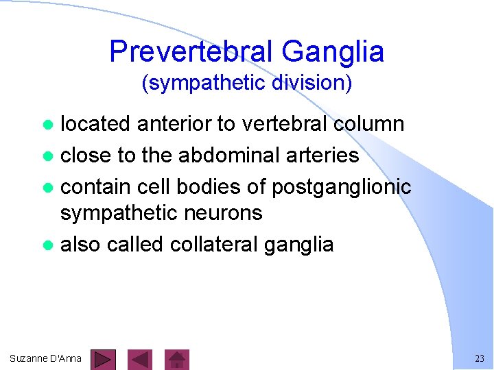 Prevertebral Ganglia (sympathetic division) located anterior to vertebral column l close to the abdominal