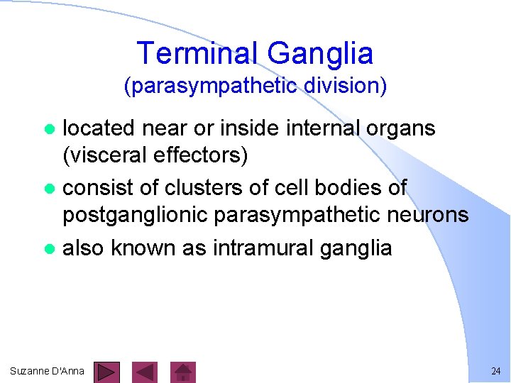 Terminal Ganglia (parasympathetic division) located near or inside internal organs (visceral effectors) l consist