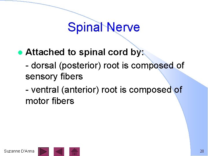 Spinal Nerve l Attached to spinal cord by: - dorsal (posterior) root is composed