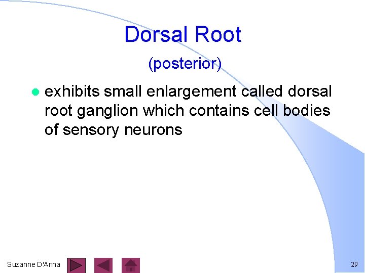 Dorsal Root (posterior) l exhibits small enlargement called dorsal root ganglion which contains cell