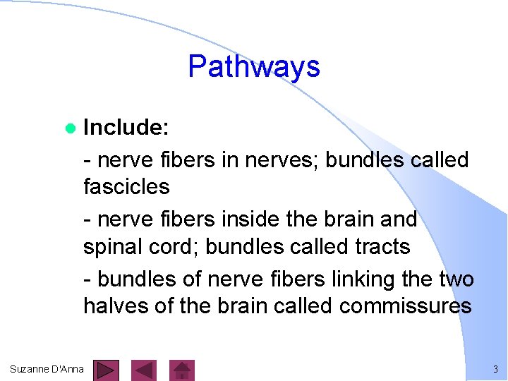 Pathways l Include: - nerve fibers in nerves; bundles called fascicles - nerve fibers