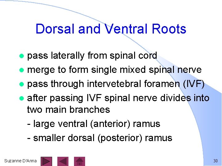 Dorsal and Ventral Roots pass laterally from spinal cord l merge to form single