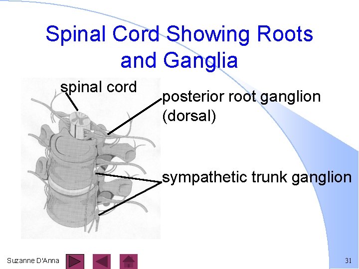 Spinal Cord Showing Roots and Ganglia spinal cord posterior root ganglion (dorsal) sympathetic trunk