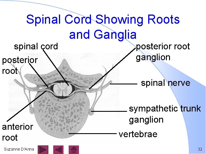 Spinal Cord Showing Roots and Ganglia spinal cord posterior root ganglion spinal nerve anterior