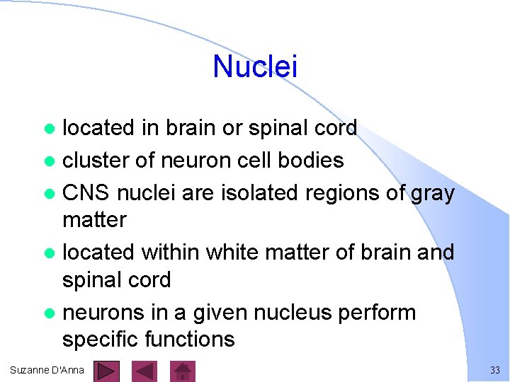 Nuclei located in brain or spinal cord l cluster of neuron cell bodies l