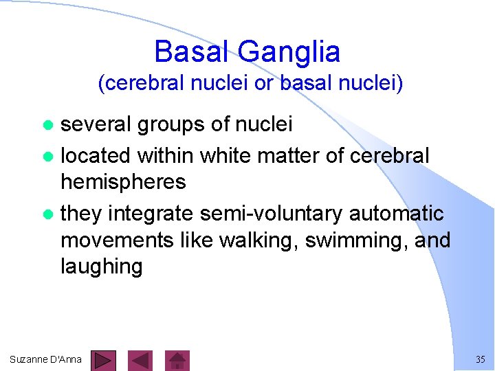 Basal Ganglia (cerebral nuclei or basal nuclei) several groups of nuclei l located within