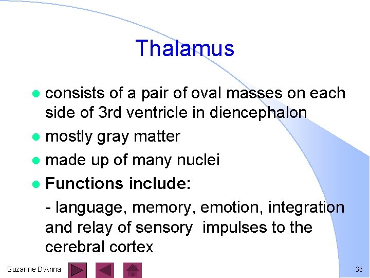 Thalamus consists of a pair of oval masses on each side of 3 rd