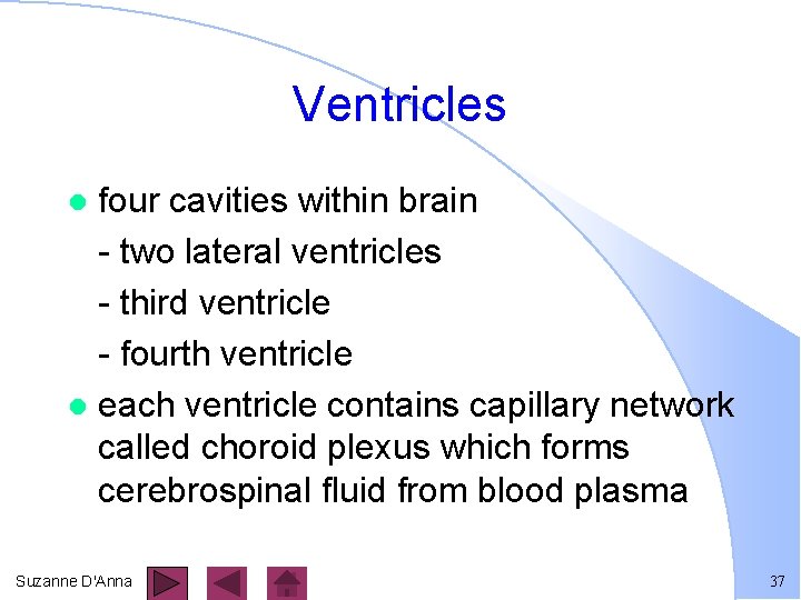 Ventricles four cavities within brain - two lateral ventricles - third ventricle - fourth