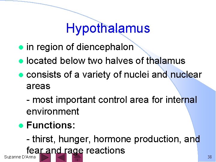 Hypothalamus in region of diencephalon l located below two halves of thalamus l consists