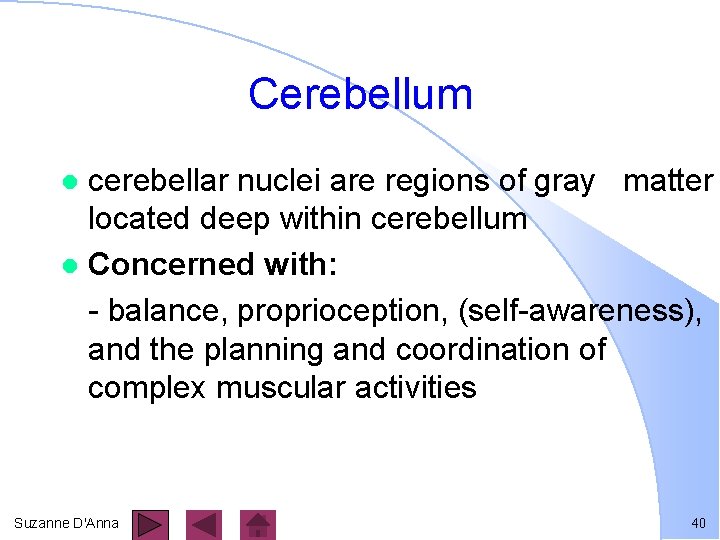 Cerebellum cerebellar nuclei are regions of gray matter located deep within cerebellum l Concerned