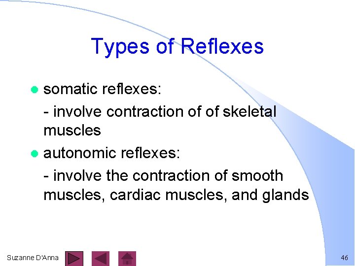 Types of Reflexes somatic reflexes: - involve contraction of of skeletal muscles l autonomic