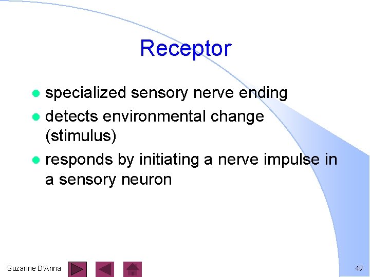 Receptor specialized sensory nerve ending l detects environmental change (stimulus) l responds by initiating