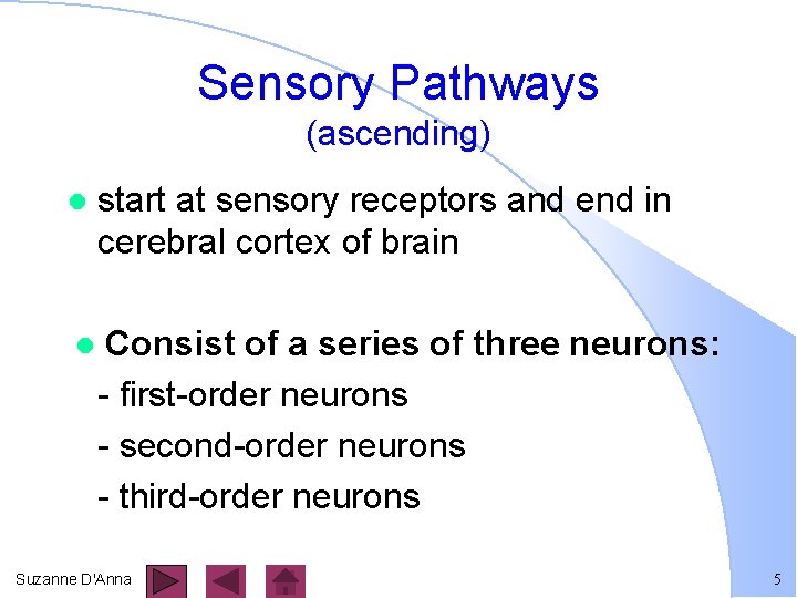 Sensory Pathways (ascending) l start at sensory receptors and end in cerebral cortex of