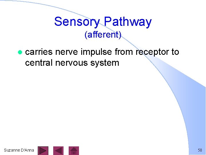 Sensory Pathway (afferent) l carries nerve impulse from receptor to central nervous system Suzanne