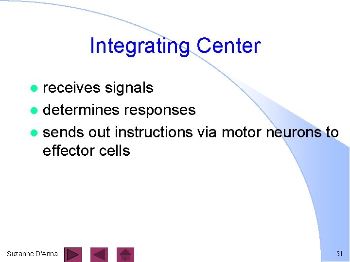 Integrating Center receives signals l determines responses l sends out instructions via motor neurons