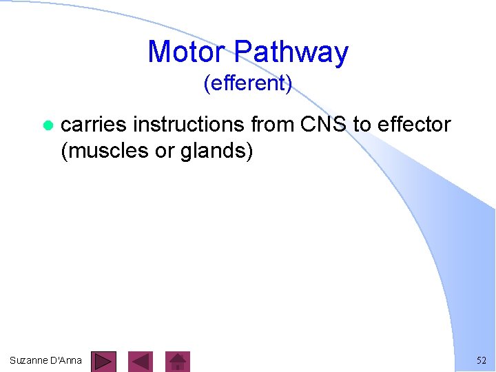 Motor Pathway (efferent) l carries instructions from CNS to effector (muscles or glands) Suzanne