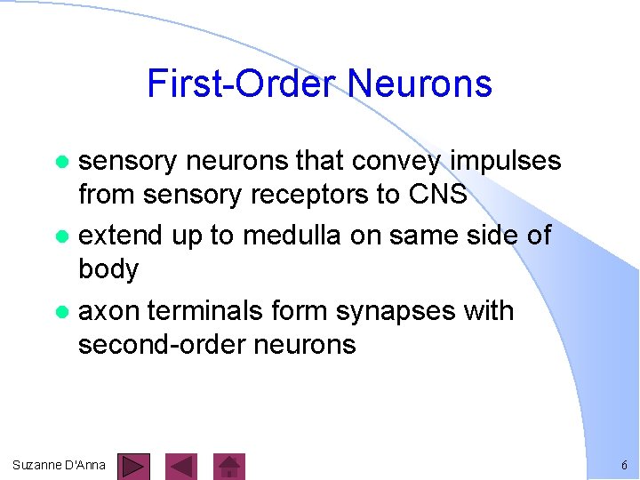 First-Order Neurons sensory neurons that convey impulses from sensory receptors to CNS l extend