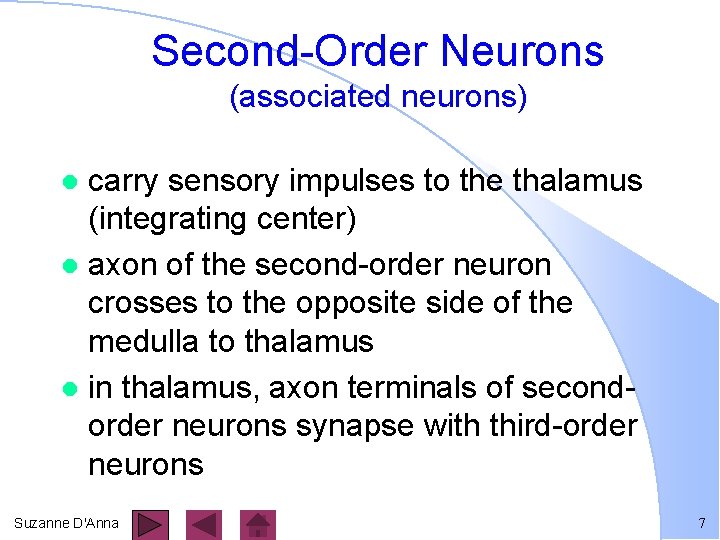 Second-Order Neurons (associated neurons) carry sensory impulses to the thalamus (integrating center) l axon