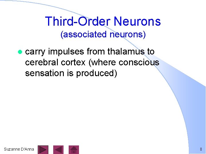 Third-Order Neurons (associated neurons) l carry impulses from thalamus to cerebral cortex (where conscious