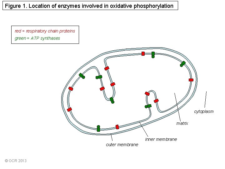 Figure 1 Location of enzymes involved in oxidative