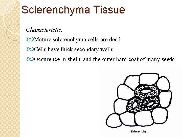 Sclerenchyma Tissue Characteristic: Mature sclerenchyma cells are dead Cells have thick secondary walls Occurence