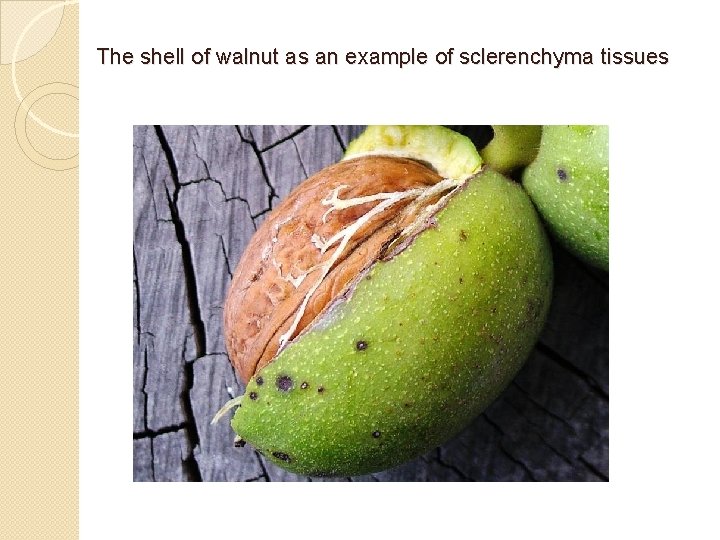 The shell of walnut as an example of sclerenchyma tissues 