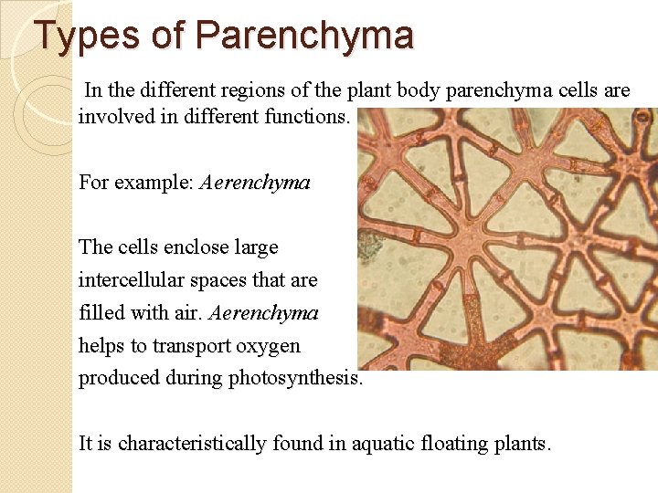 Types of Parenchyma In the different regions of the plant body parenchyma cells are