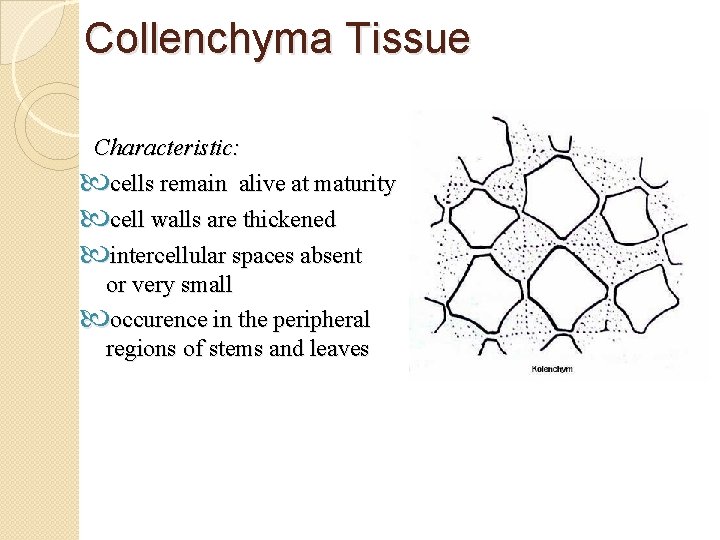 Collenchyma Tissue Characteristic: cells remain alive at maturity cell walls are thickened intercellular spaces