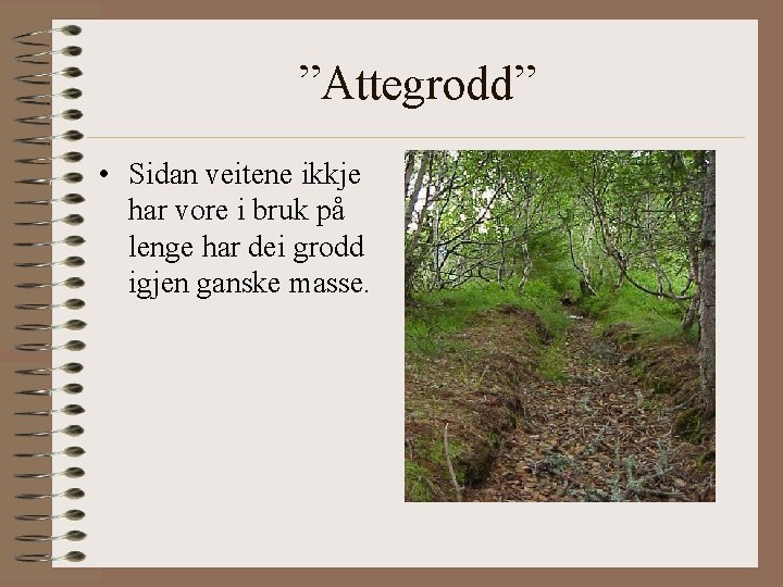 ”Attegrodd” • Sidan veitene ikkje har vore i bruk på lenge har dei grodd