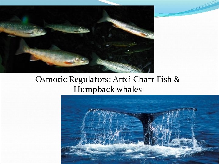 Osmotic Regulators: Artci Charr Fish & Humpback whales 