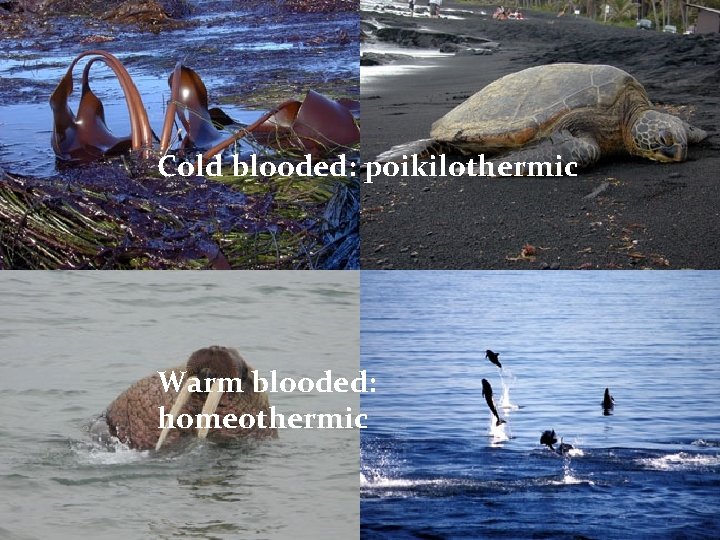 Cold blooded: poikilothermic Warm blooded: homeothermic 