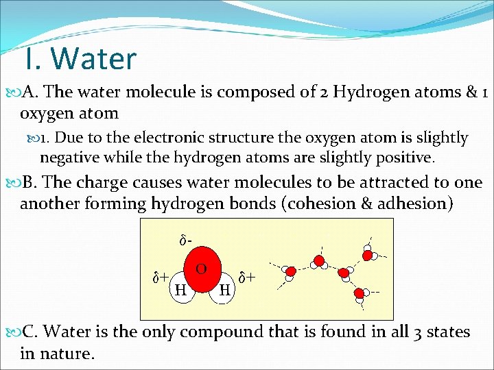 I. Water A. The water molecule is composed of 2 Hydrogen atoms & 1