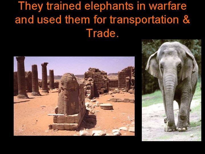 They trained elephants in warfare and used them for transportation & Trade. 