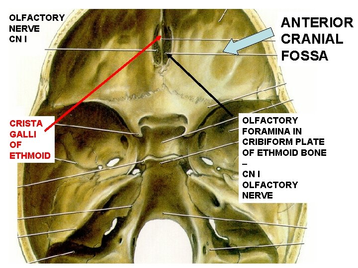 OLFACTORY NERVE CN I CRISTA GALLI OF ETHMOID ANTERIOR CRANIAL FOSSA OLFACTORY FORAMINA IN