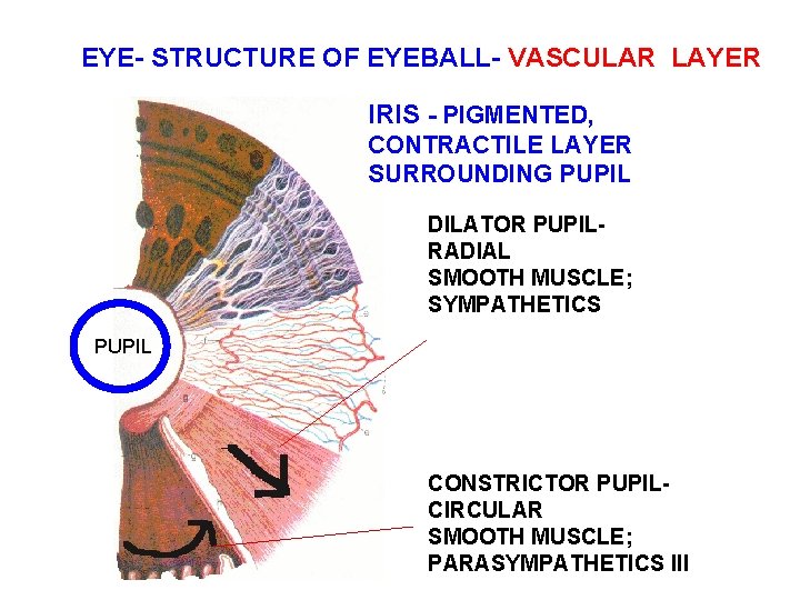 EYE- STRUCTURE OF EYEBALL- VASCULAR LAYER IRIS - PIGMENTED, CONTRACTILE LAYER SURROUNDING PUPIL DILATOR