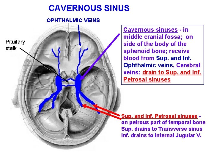 CAVERNOUS SINUS OPHTHALMIC VEINS Pituitary stalk Cavernous sinuses - in middle cranial fossa; on