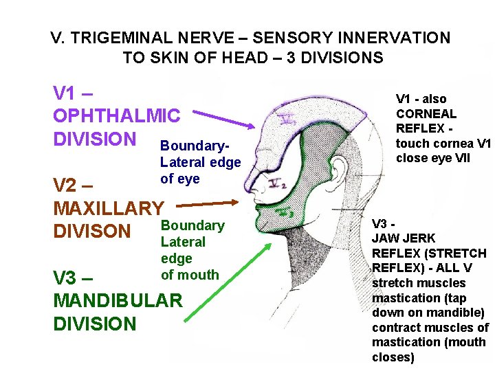 V. TRIGEMINAL NERVE – SENSORY INNERVATION TO SKIN OF HEAD – 3 DIVISIONS V