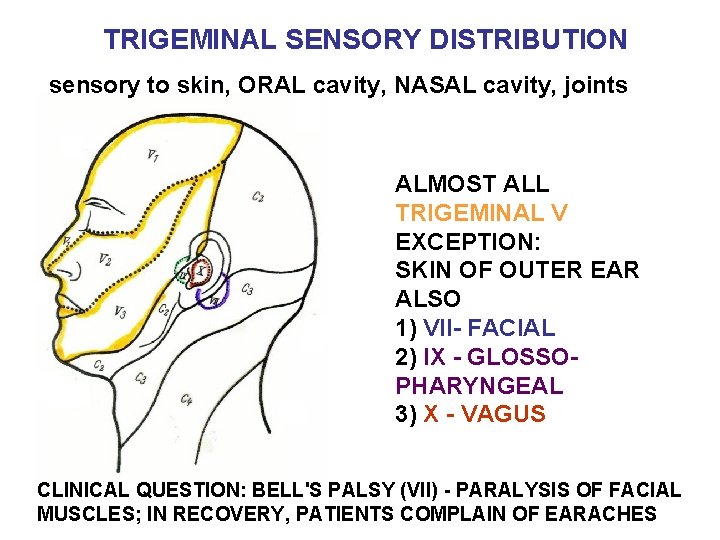 TRIGEMINAL SENSORY DISTRIBUTION sensory to skin, ORAL cavity, NASAL cavity, joints ALMOST ALL TRIGEMINAL