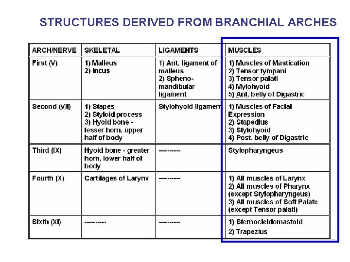 STRUCTURES DERIVED FROM BRANCHIAL ARCHES 