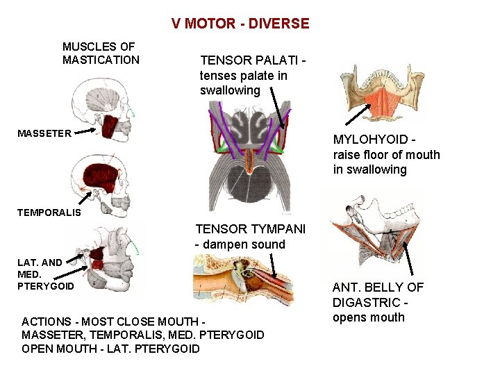 V MOTOR - DIVERSE MUSCLES OF MASTICATION TENSOR PALATI tenses palate in swallowing MASSETER