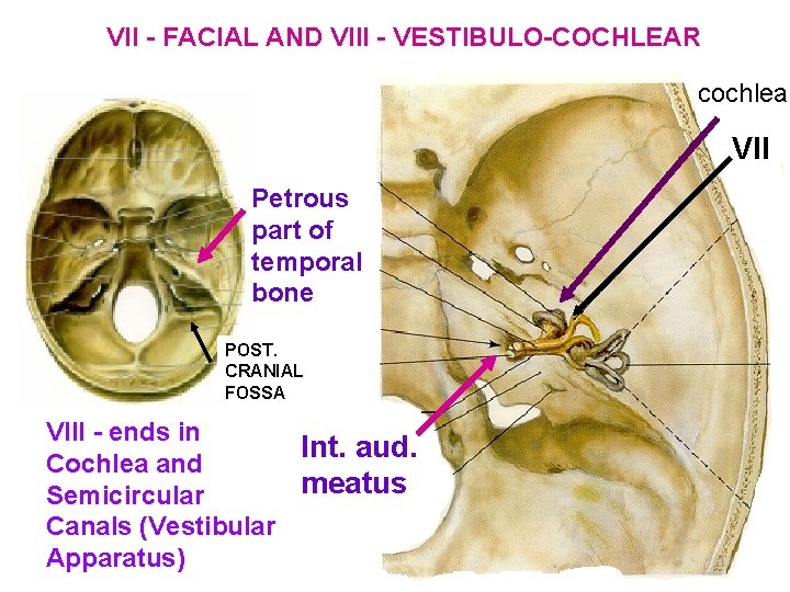VII - FACIAL AND VIII - VESTIBULO-COCHLEAR cochlea VII Petrous part of temporal bone