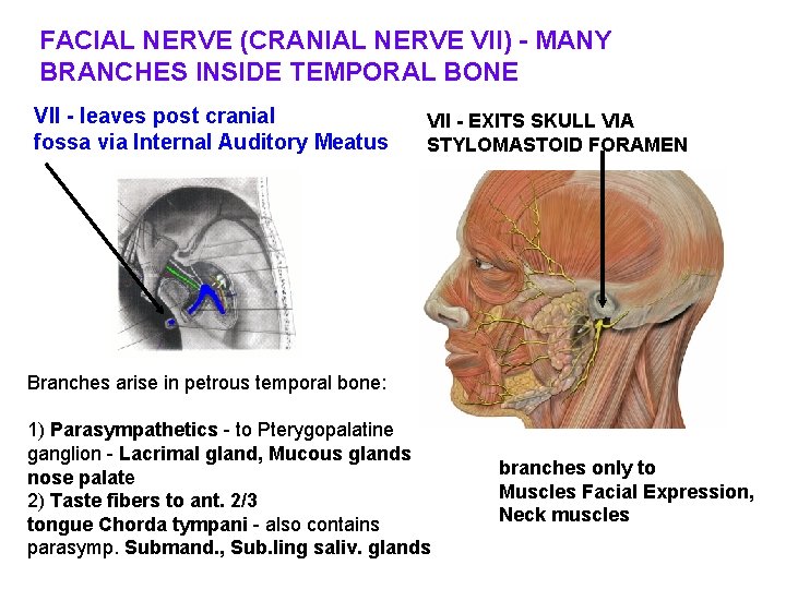 FACIAL NERVE (CRANIAL NERVE VII) - MANY BRANCHES INSIDE TEMPORAL BONE VII - leaves